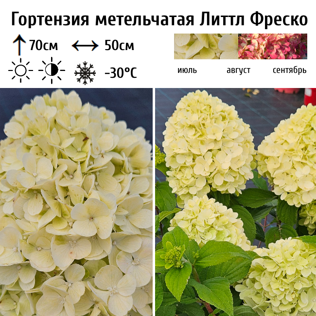 Гортензия метельчатая Литтл Фреско