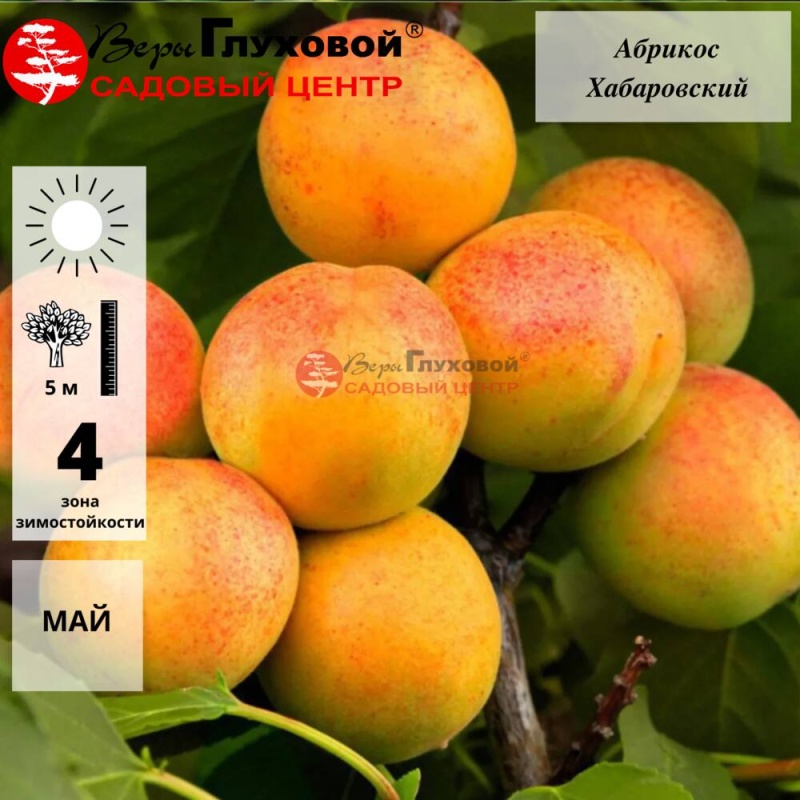 Абрикос Хабаровский