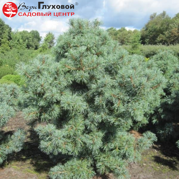 Сосна мелкоцветковая Шунс Бонсай