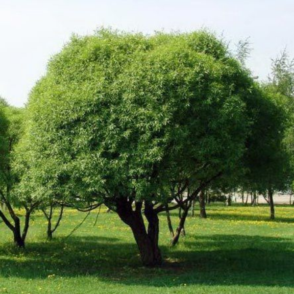 Ива ломкая "Буллата"