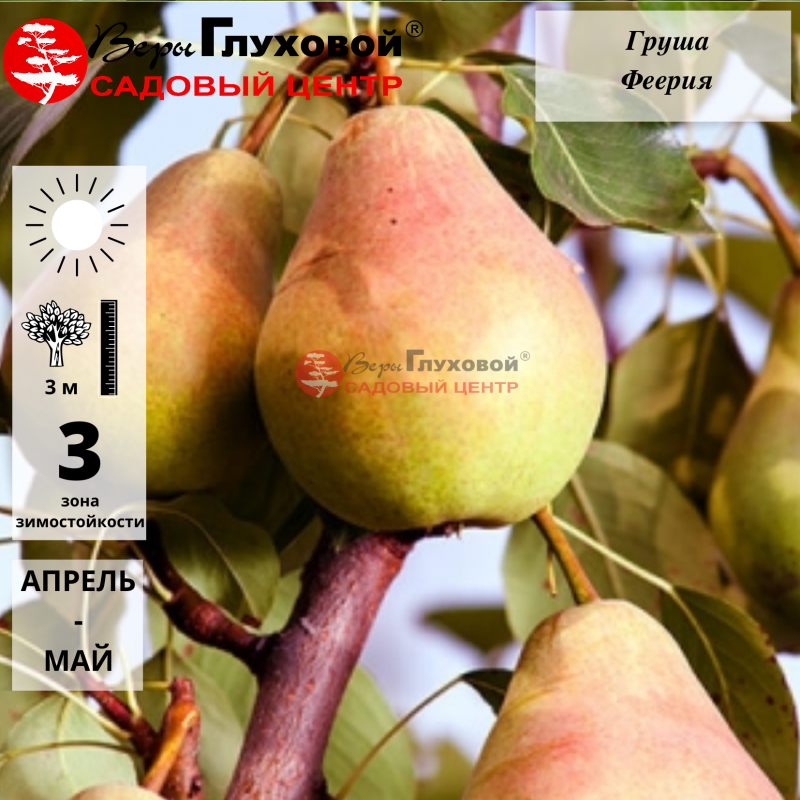 Груша Феерия
