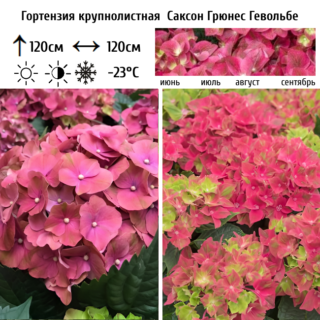 Гортензия крупнолистная Саксон Грюнес Гевёльбе
