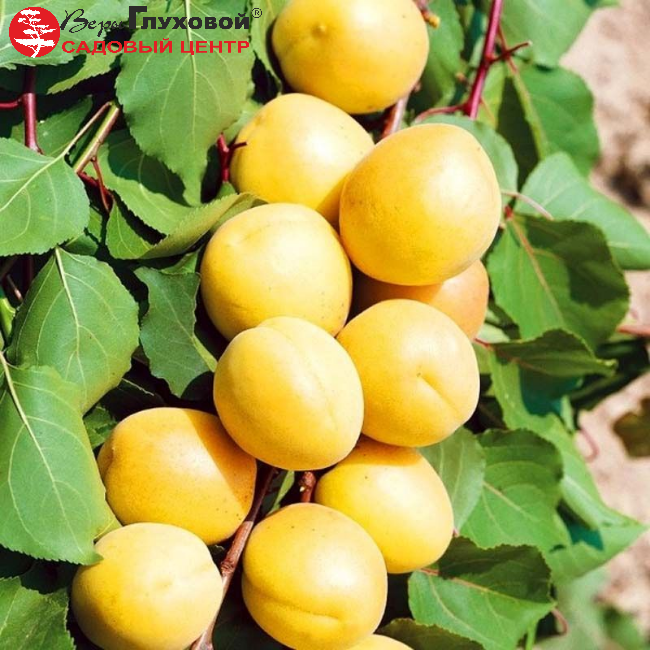 Абрикос Чемальский белый