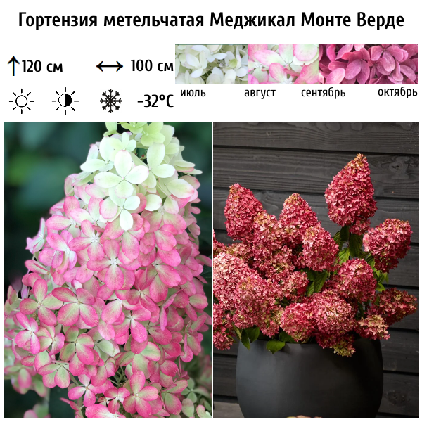 Гортензия метельчатая Меджикал Монте Верде