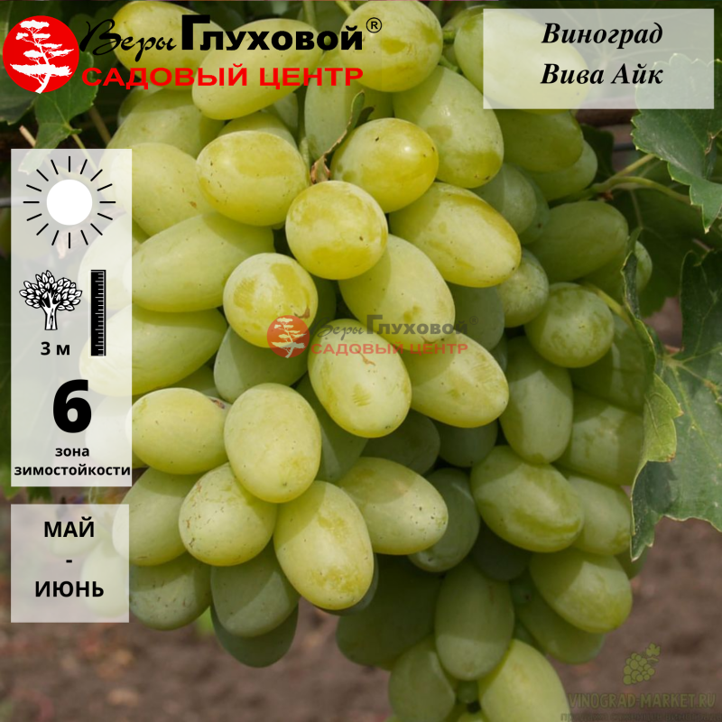 Виноград Вива Айк