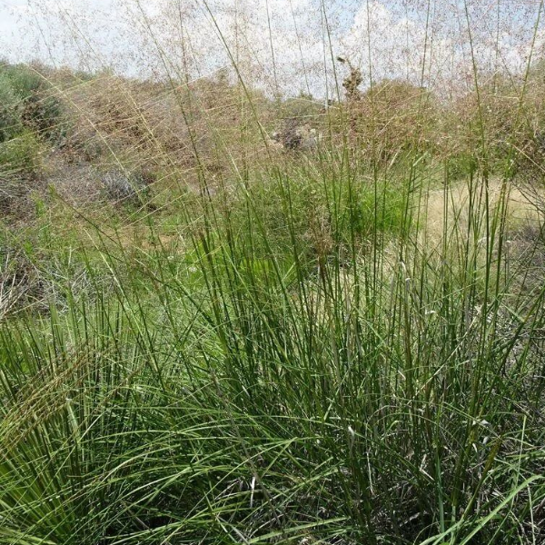 Основное изображение товара