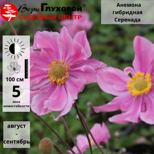 Анемона гибридная Серенада