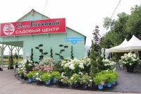 Гортензии