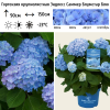 Гортензия крупнолистная "Эндлесс Саммер Блумстар Блю" на фото