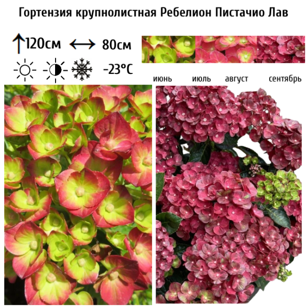 Основное изображение товара