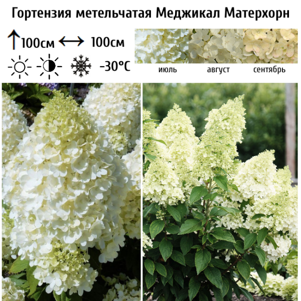 Основное изображение товара