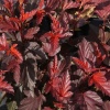 Пузыреплодник калинолистный (Physocarpus opulifolius) Литтл Ангел С3 СП/25