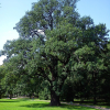 Дуб черешчатый (Quercus robur) 200-250 С15 РСав/24